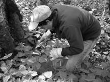 The harvest: New harverster picks nettles during an expedition with wild plant expert Doreen Bonin.